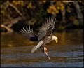 _1SB8572 bald eagle catching fish